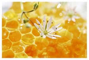 Лечебно профилактическое применение соков в сочетании с медом