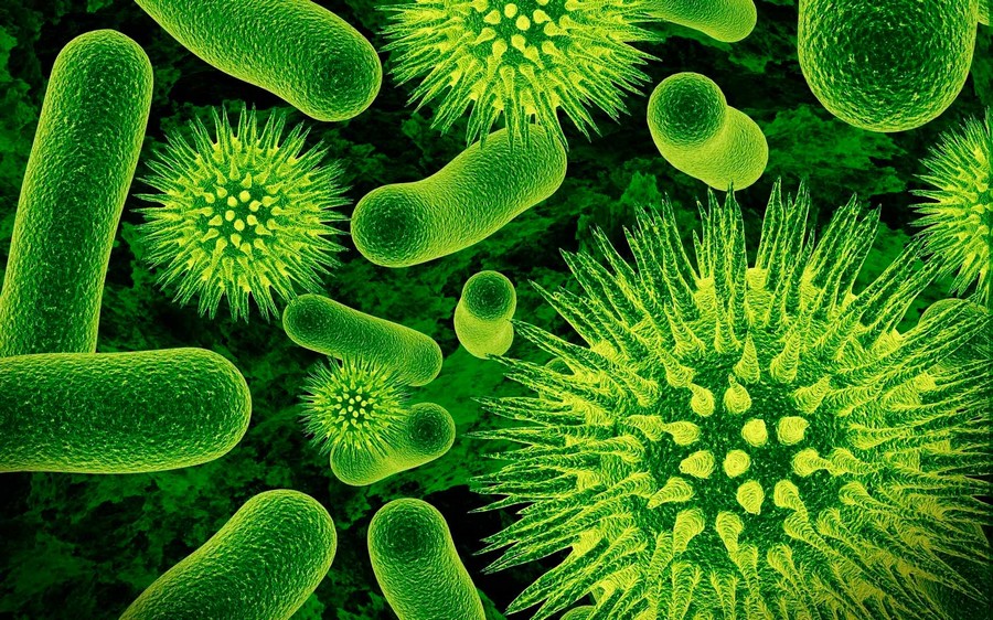 Могут ли бактерии помочь человеку стать умнее?