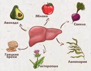 Как снизить АЛаТ и АСаТ в крови: 6 правил восстановления печени