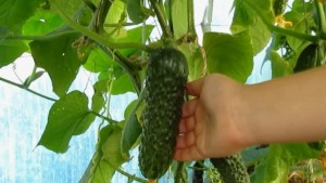 Как выбрать огурец для теплицы и получить максимальный урожай на примере гибрида Сарацин F1